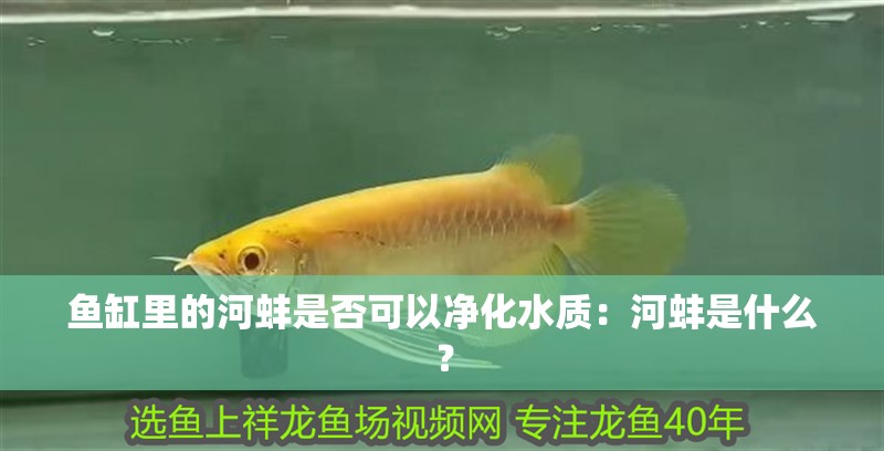 魚(yú)缸里的河蚌是否可以?xún)艋|(zhì)：河蚌是什么？