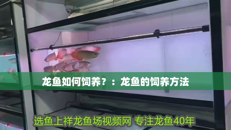 龍魚如何飼養(yǎng)？：龍魚的飼養(yǎng)方法