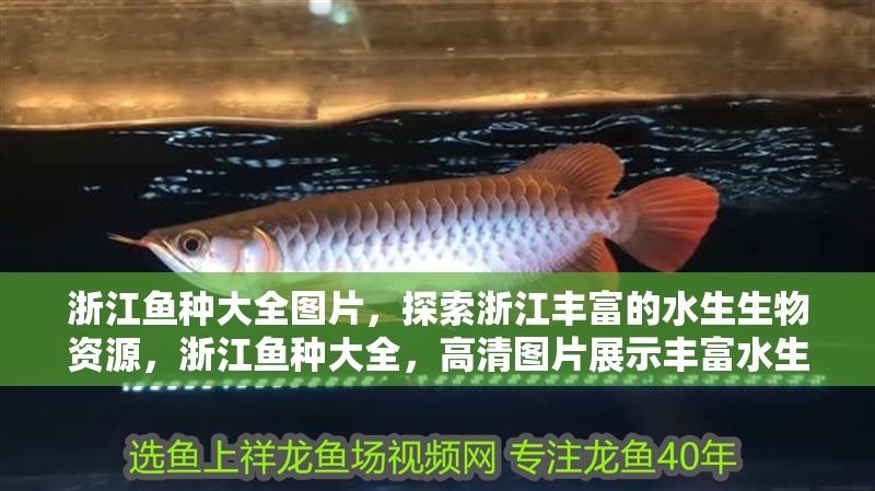浙江魚種大全圖片，探索浙江豐富的水生生物資源，浙江魚種大全，高清圖片展示豐富水生生物資源
