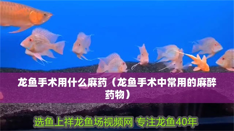 龍魚手術(shù)用什么麻藥（龍魚手術(shù)中常用的麻醉藥物）