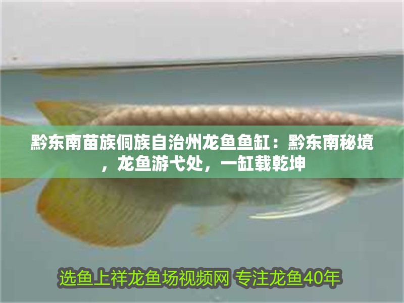 黔東南苗族侗族自治州龍魚魚缸：黔東南秘境，龍魚游弋處，一缸載乾坤