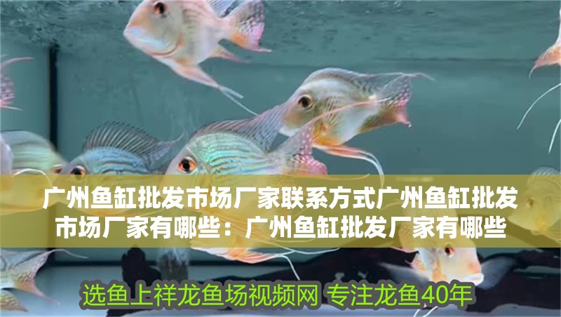廣州魚缸批發市場廠家聯系方式廣州魚缸批發市場廠家有哪些：廣州魚缸批發廠家有哪些 廣州魚缸批發市場廠家聯系方式廣州魚缸批發市場廠家有哪些：廣州魚缸批發廠家有哪些 魚缸百科