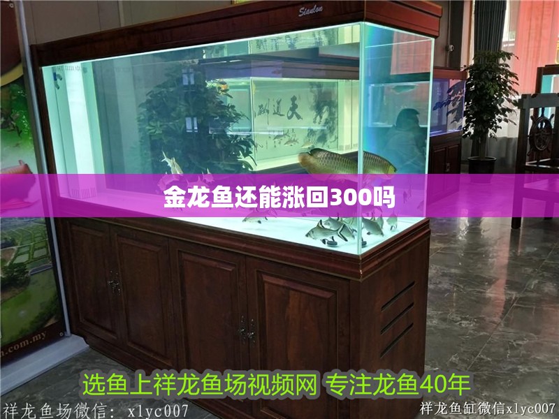 金龍魚還能漲回300嗎
