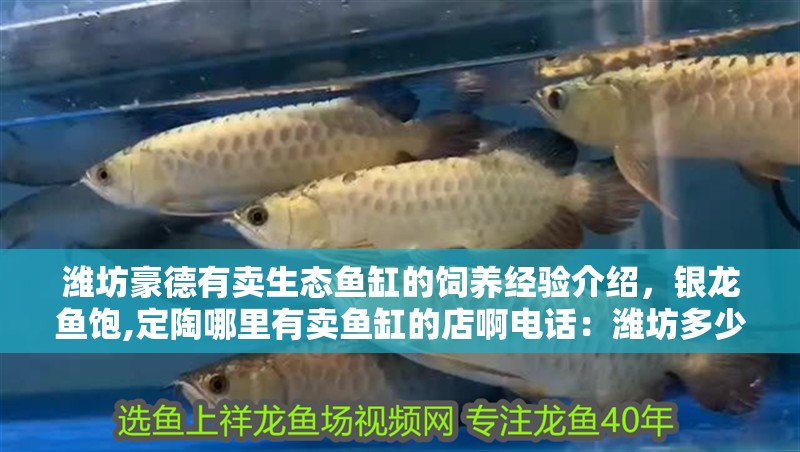 濰坊豪德有賣生態魚缸的飼養經驗介紹，銀龍魚飽,定陶哪里有賣魚缸的店啊電話：濰坊多少錢一個的魚缸