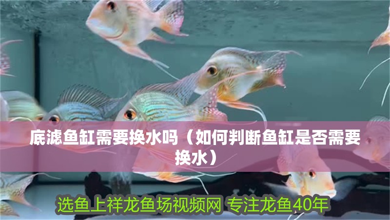 底濾魚缸需要換水嗎（如何判斷魚缸是否需要換水）