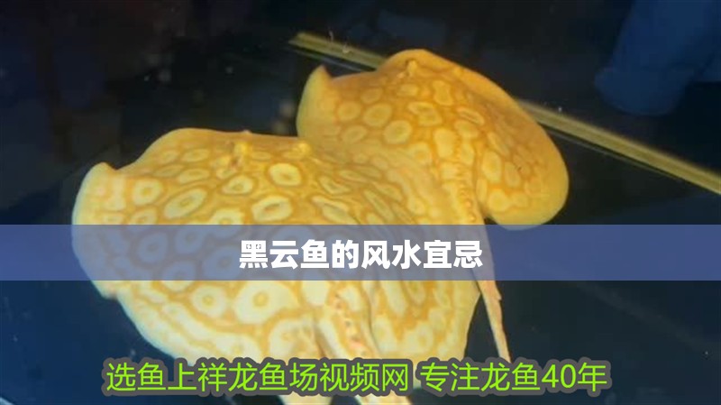 黑云魚的風(fēng)水宜忌