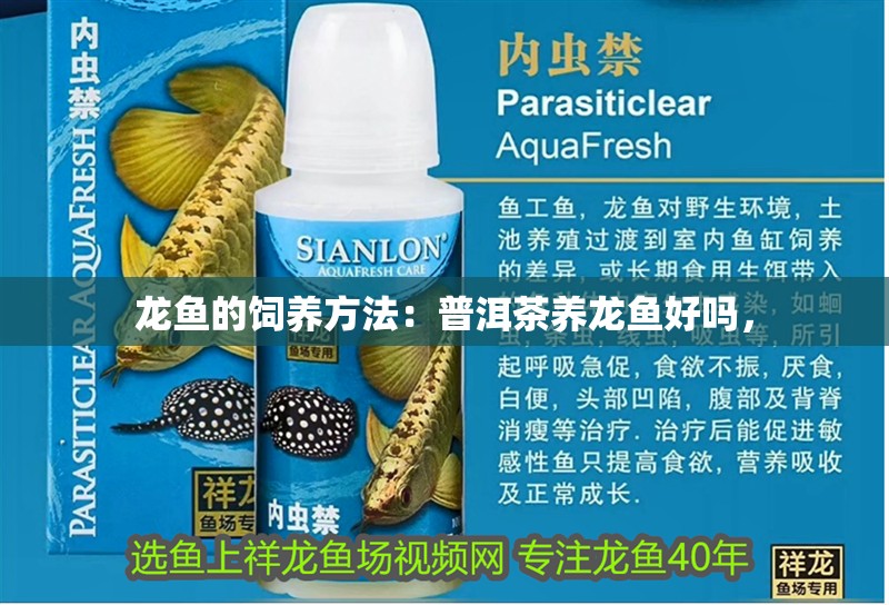 龍魚的飼養方法：<strong><mark>普洱</mark></strong>茶養龍魚好嗎，