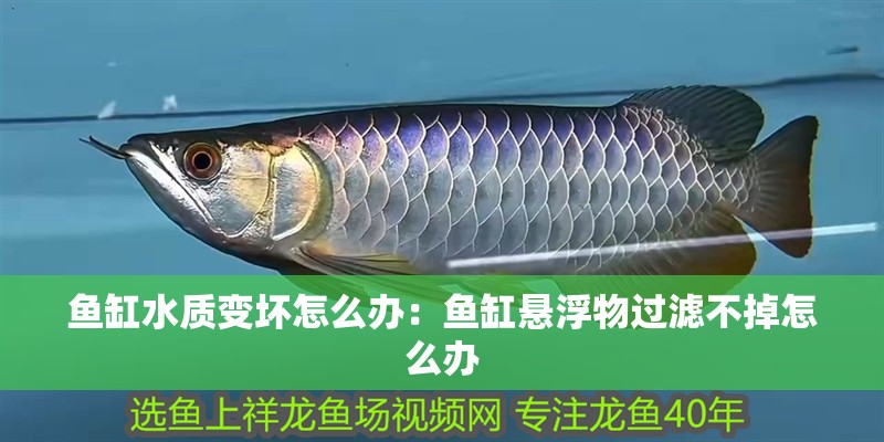 魚(yú)缸水質(zhì)變壞怎么辦：魚(yú)缸懸浮物過(guò)濾不掉怎么辦