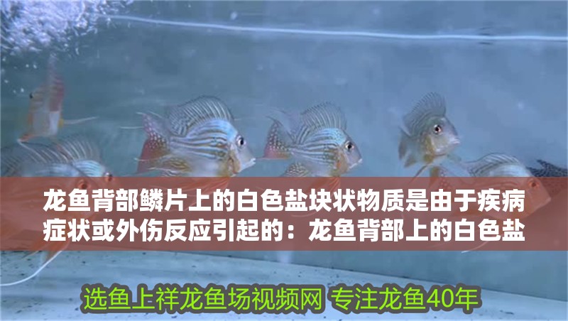 龍魚背部鱗片上的白色鹽塊狀物質是由于疾病癥狀或外傷反應引起的：龍魚背部上的白色鹽塊狀物質是怎么回事？