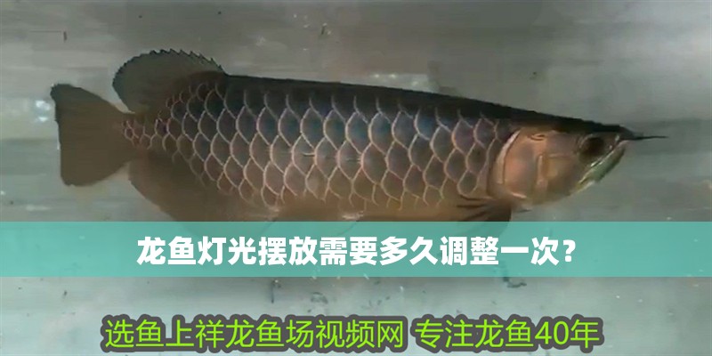 龍魚燈光擺放需要多久調整一次？