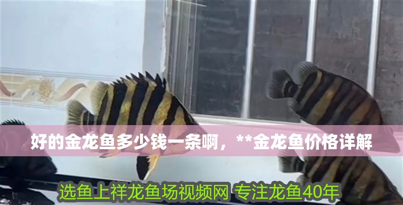 好的金龍魚多少錢一條啊，**金龍魚價(jià)格詳解
