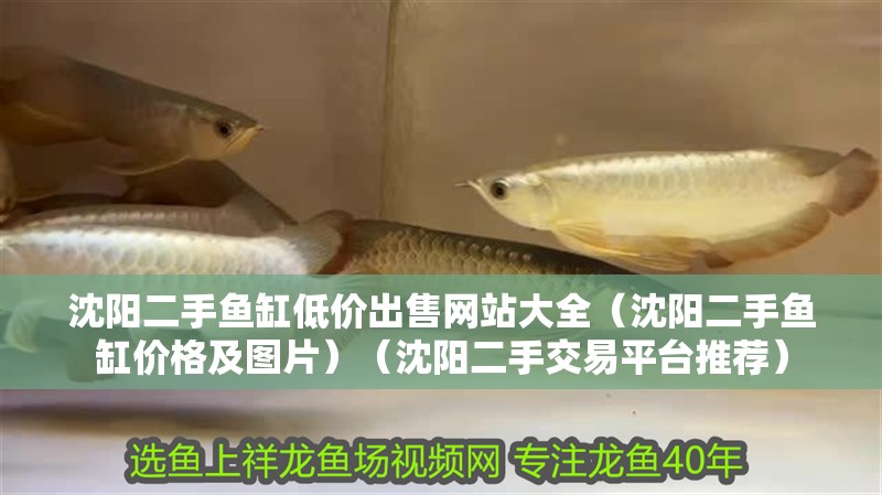 沈陽二手魚缸低價出售網站大全（沈陽二手魚缸價格及圖片）（沈陽二手交易平臺推薦）