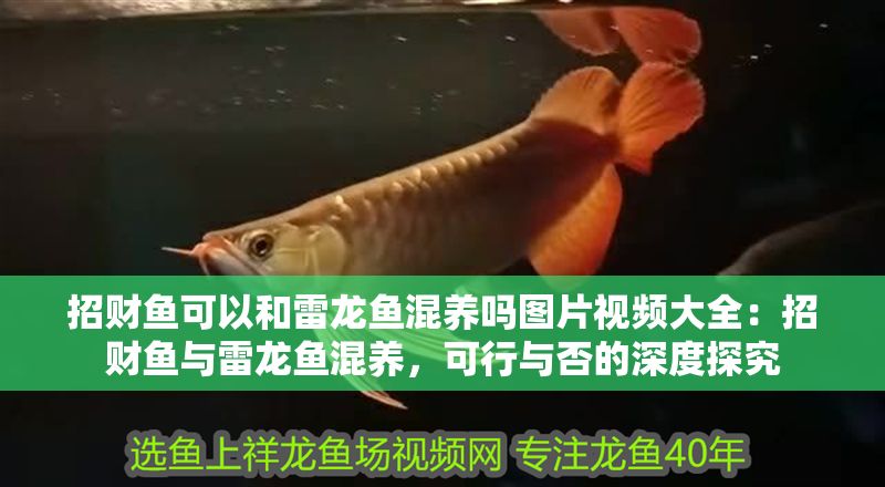 招財魚可以和雷龍魚混養(yǎng)嗎圖片視頻大全：招財魚與雷龍魚混養(yǎng)，可行與否的深度探究