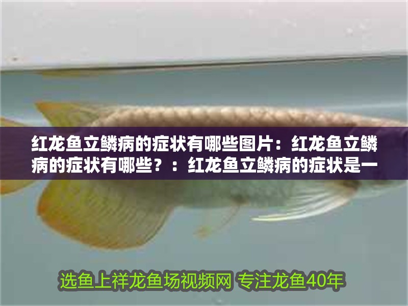 紅龍魚立鱗病的癥狀有哪些圖片：紅龍魚立鱗病的癥狀有哪些？：紅龍魚立鱗病的癥狀是一種常見的魚類疾病主要癥狀包括紅龍魚