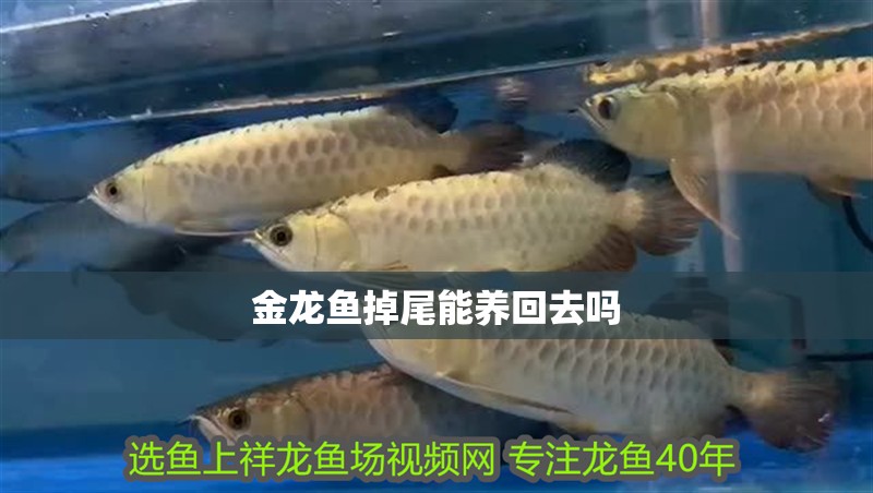 金龍魚掉尾能養回去嗎