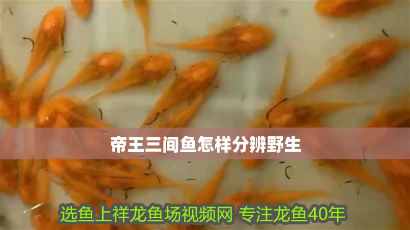 帝王三間魚怎樣分辨野生