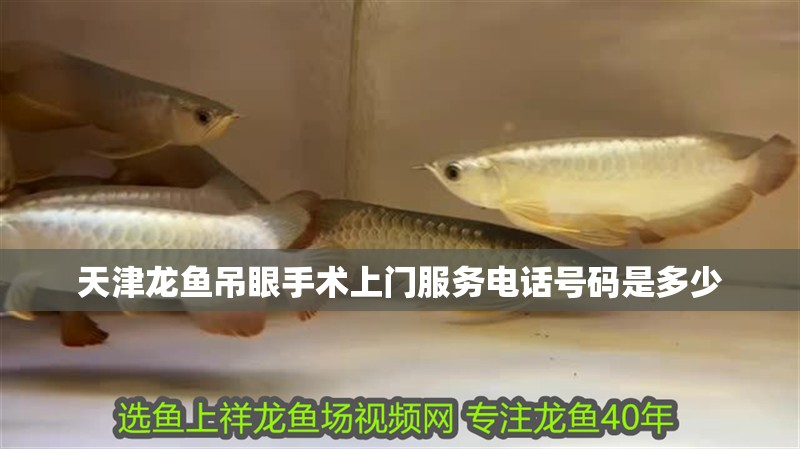 天津龍魚吊眼手術(shù)上門服務(wù)電話號(hào)碼是多少