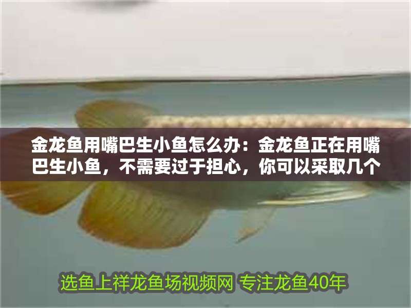 金龍魚用嘴巴生小魚怎么辦：金龍魚正在用嘴巴生小魚，不需要過于擔心，你可以采取幾個步驟