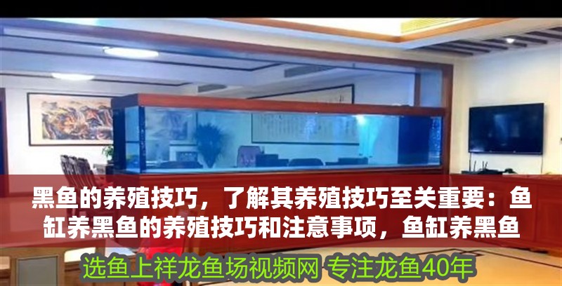 黑魚的養殖技巧，了解其養殖技巧至關重要：魚缸養黑魚的養殖技巧和注意事項，魚缸養黑魚的養殖技巧