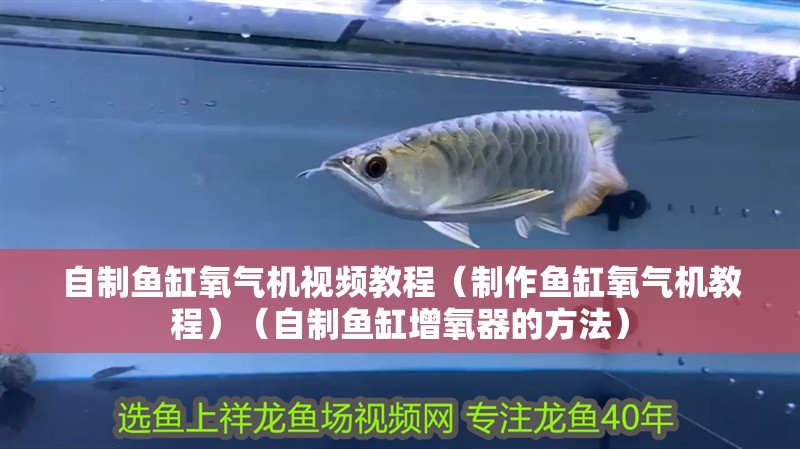 自制魚缸氧氣機視頻教程（制作魚缸氧氣機教程）（自制魚缸增氧器的方法）