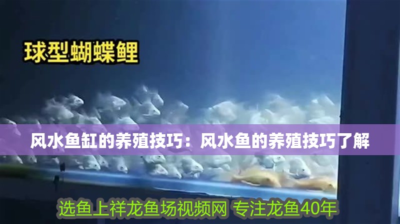 風水魚缸的養殖技巧：風水魚的養殖技巧了解