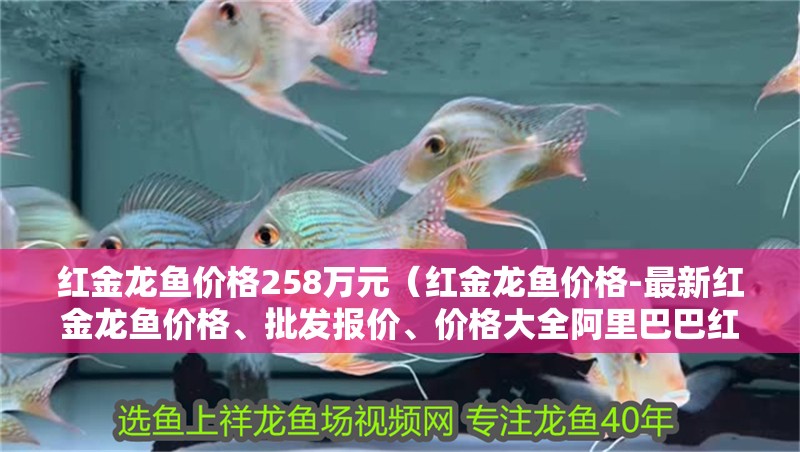 紅金龍魚價格258萬元（紅金龍魚價格-最新紅金龍魚價格、批發報價、價格大全阿里巴巴紅金龍魚多少錢一條）