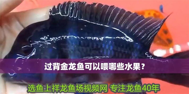 過背金龍魚可以喂哪些水果？