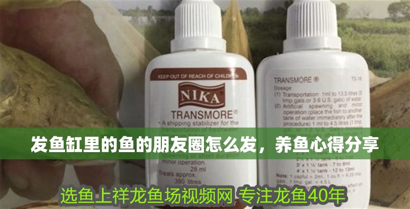 發(fā)魚缸里的魚的朋友圈怎么發(fā)，養(yǎng)魚心得分享