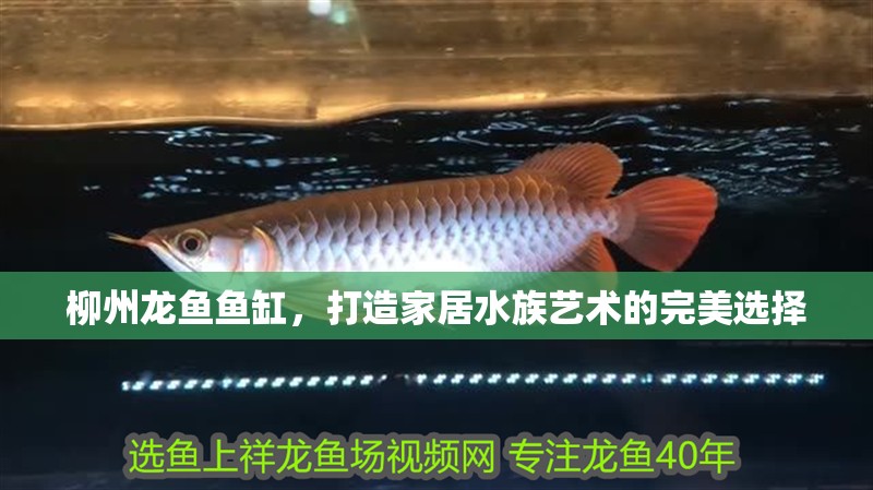 柳州龍魚魚缸，打造家居水族藝術(shù)的完美選擇