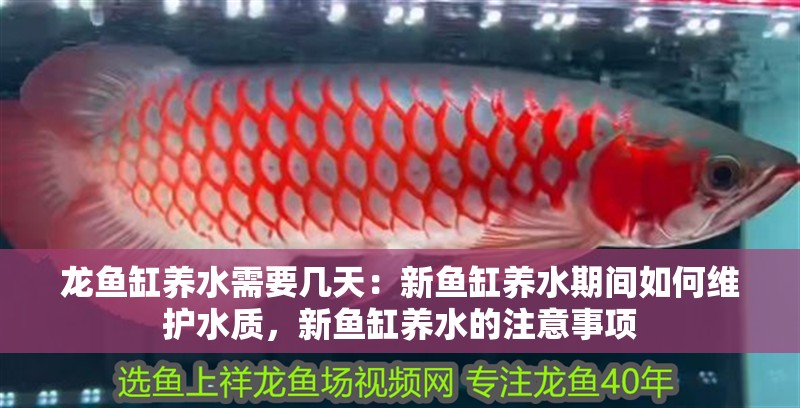 龍魚缸養(yǎng)水需要幾天：新魚缸養(yǎng)水期間如何維護水質(zhì)，新魚缸養(yǎng)水的注意事項