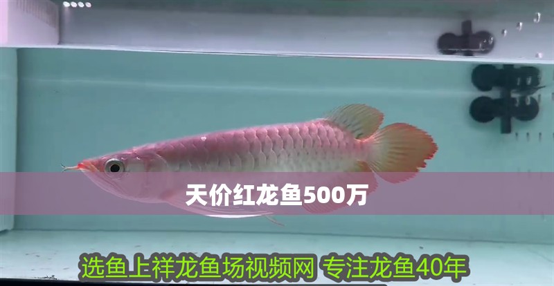 天價紅龍魚500萬