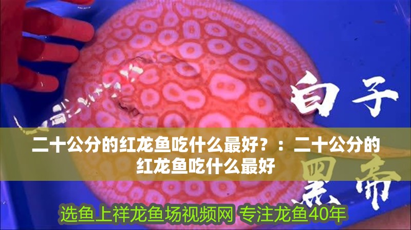 二十公分的紅龍魚吃什么最好？：二十公分的紅龍魚吃什么最好