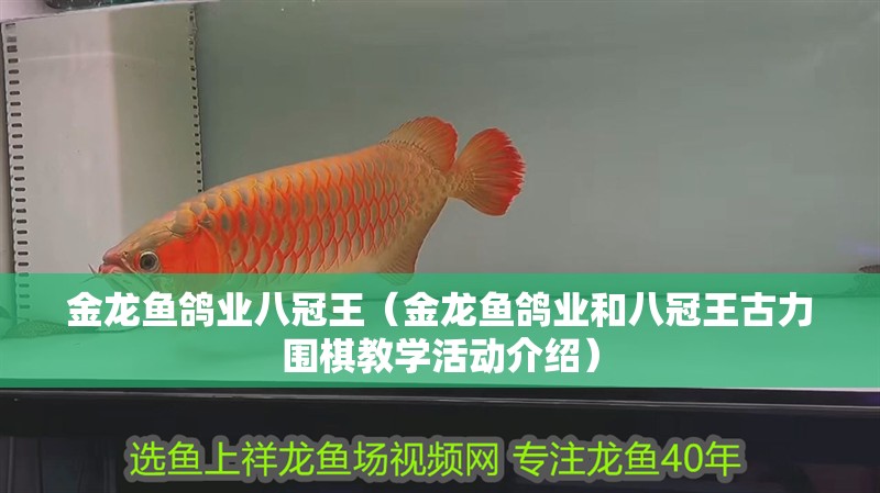 金龍魚鴿業八冠王（金龍魚鴿業和八冠王古力圍棋教學活動介紹）