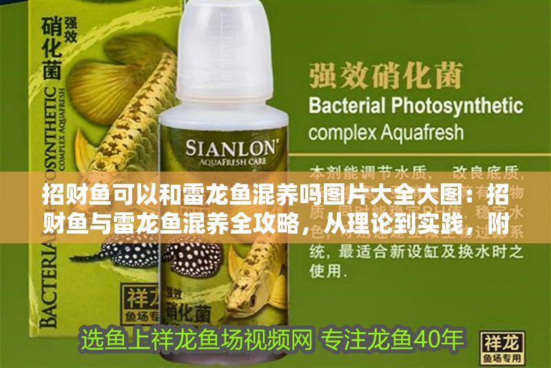 招財魚可以和雷龍魚混養(yǎng)嗎圖片大全大圖：招財魚與雷龍魚混養(yǎng)全攻略，從理論到實踐，附精美圖片賞析