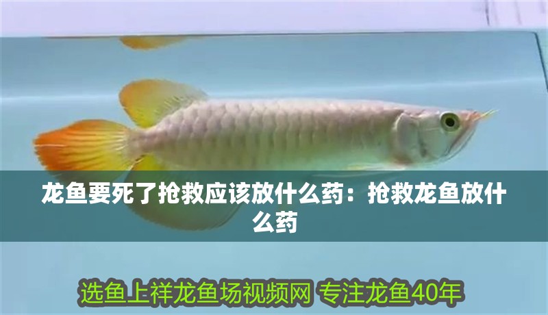龍魚要死了搶救應該放什么藥：搶救龍魚放什么藥