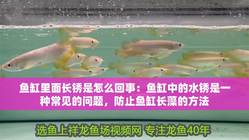 魚缸里面長銹是怎么回事：魚缸中的水銹是一種常見的問題，防止魚缸長藻的方法
