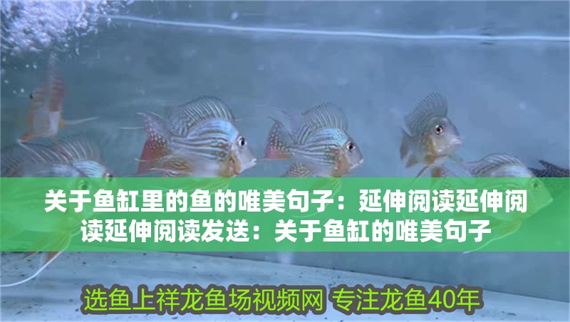 關于魚缸里的魚的唯美句子：延伸閱讀延伸閱讀延伸閱讀發送：關于魚缸的唯美句子