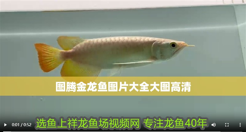 圖騰金龍魚圖片大全大圖高清