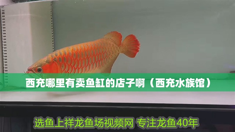 西充哪里有賣(mài)魚(yú)缸的店子啊（西充水族館）