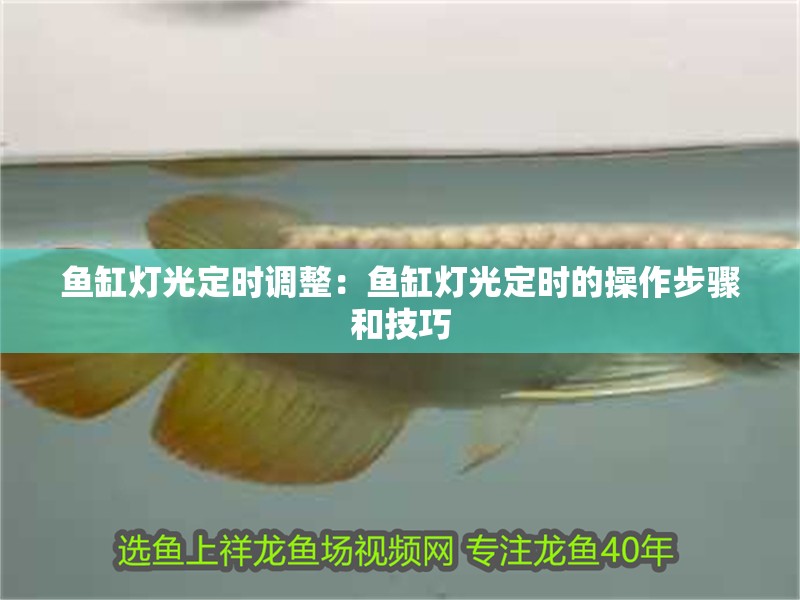 魚缸燈光定時調整：魚缸燈光定時的操作步驟和技巧