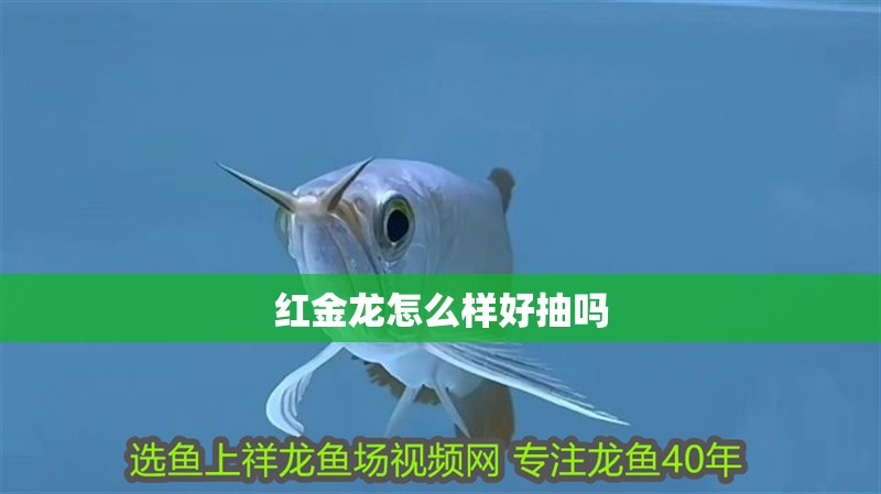 紅金龍怎么樣好抽嗎 紅金龍怎么樣好抽嗎 龍魚論壇