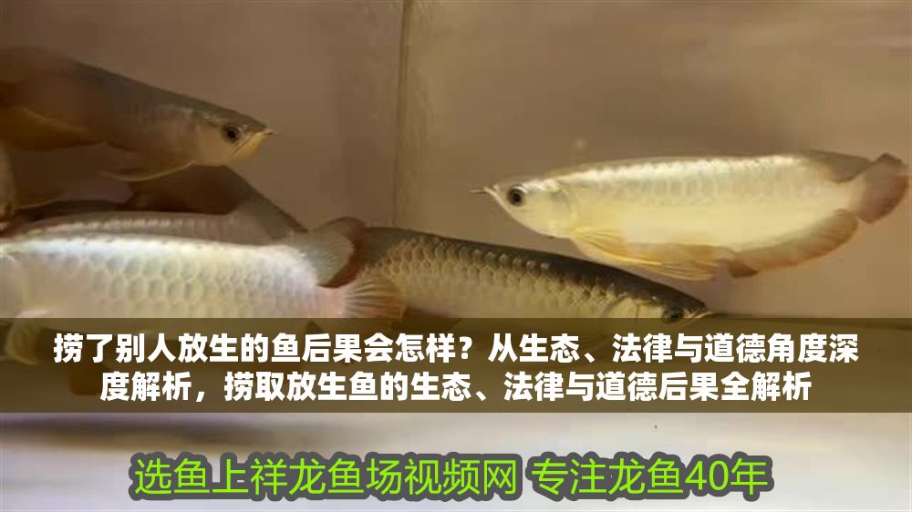 撈了別人放生的魚后果會怎樣？從生態、法律與道德角度深度解析，撈取放生魚的生態、法律與道德后果全解析