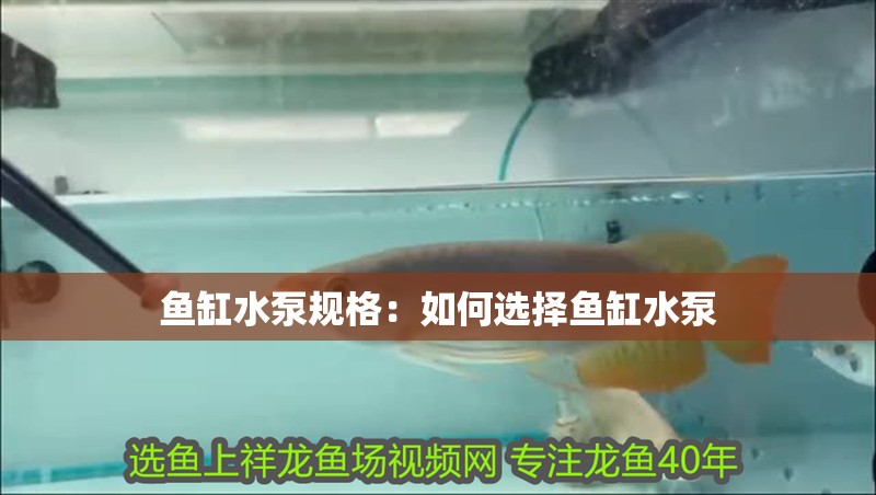 魚缸水泵規格：如何選擇魚缸水泵