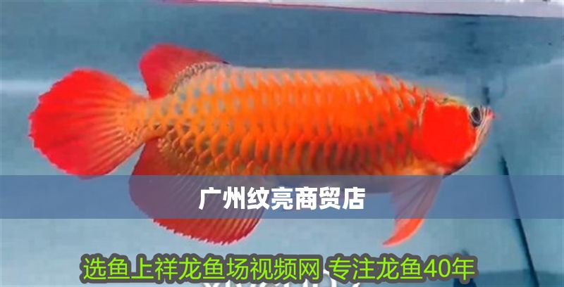 廣州紋亮商貿(mào)店