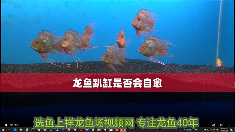 龍魚趴缸是否會自愈