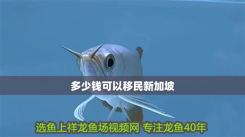 多少錢可以移民新加坡