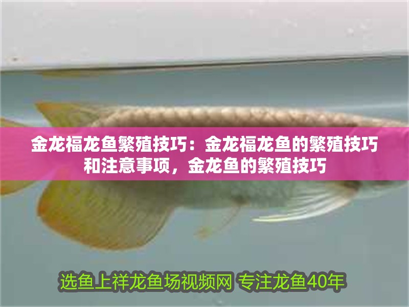 金龍福龍魚繁殖技巧：金龍福龍魚的繁殖技巧和注意事項，金龍魚的繁殖技巧