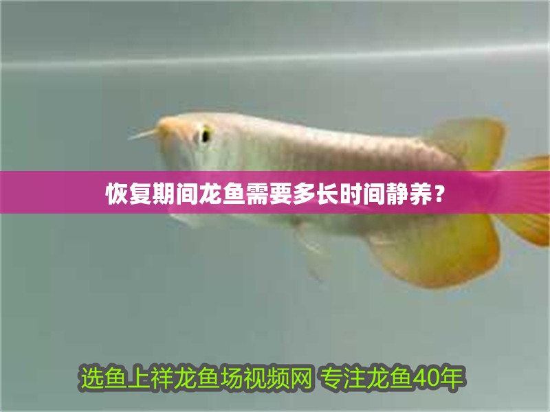 恢復期間龍魚需要多長時間靜養？