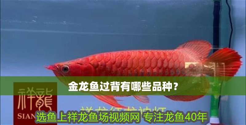 金龍魚過背有哪些品種？
