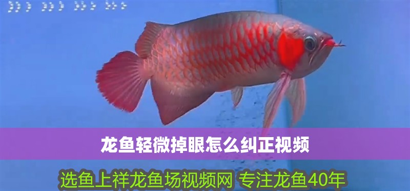 龍魚輕微掉眼怎么糾正視頻